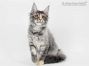 Kylie of Maine Coon Castle 4 Monate alt