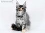 Kylie of Maine Coon Castle 14 Wochen alt, 2060g