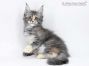 Kylie of Maine Coon Castle 10 Wochen alt, 1380g