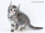 Kylie of Maine Coon Castle 8 Wochen alt, 1074g