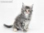 Kylie of Maine Coon Castle 7 Wochen alt, 962g