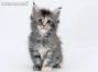 Kylie of Maine Coon Castle 6 Wochen alt, 785g