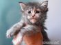 Kylie of Maine Coon Castle 5 Wochen alt, 643g