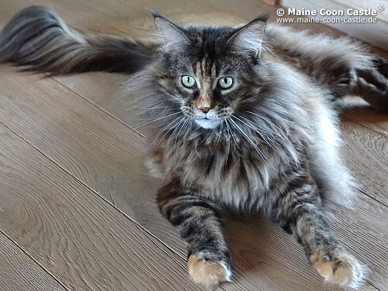 Maine Coon Katze Akira Of Motion Cool Der Katzenzucht Maine