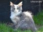 Maine Coon Youngster aus Sachsen