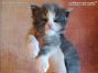 Maine Coon Baby aus Dresden