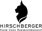Maine Coon Rassekatzenzucht Hirschberger in Augsburg