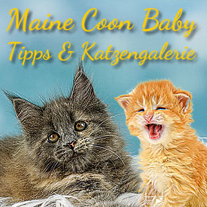 Maine Coon Babys - 10 Tipps zum Kauf von Babykatzen