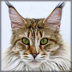 Alice of Maine Coon Castle