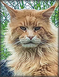 Andy of Maine Coon Castle