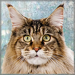 IC Carry of Maine Coon Castle