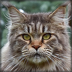 Maine Coon Katze Ebby of Maine Coon Castle