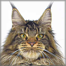 Emma of Maine Coon Castle