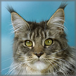 Fiby of Maine Coon Castle