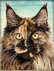 Filly of Maine Coon Castle
