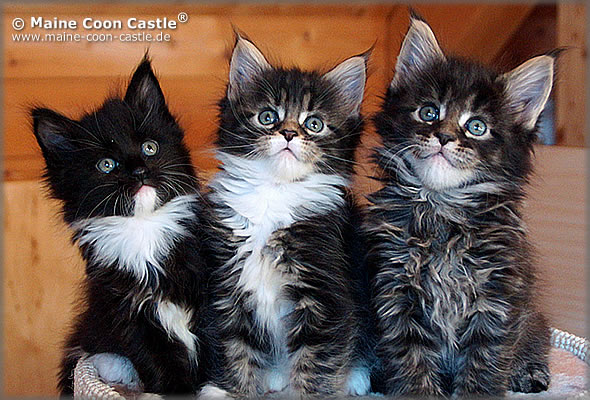 Kitten of Maine Coon Castle