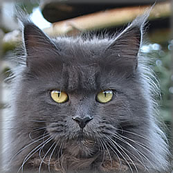 Nicky of Maine Coon Castle