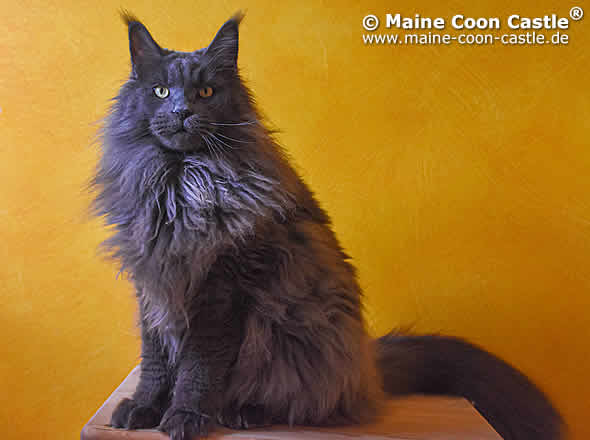 Peter of Maine Coon Castle