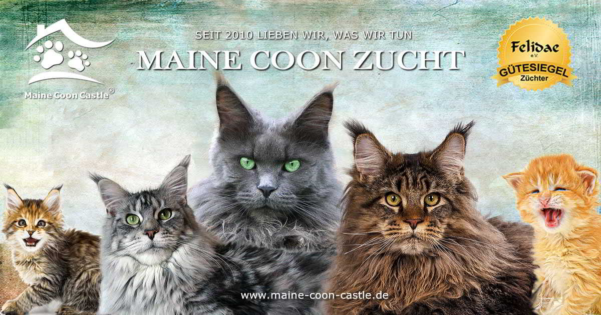 Maine Coon Zucht Maine Coon Castle