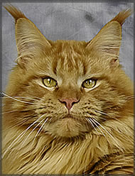 Zeus of Maine Coon Castle