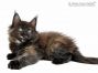 Anna of Maine Coon Castle 8 Wochen alt, 1203g