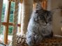 Eine typvolle Maine Coon Katze