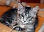 Maine Coon Kitten