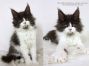 Maine Coon Kitten aus Deutschland
