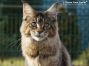 female Maine Coon