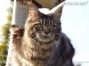 female Maine Coon
