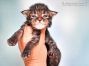 Evi of Maine Coon Castle 2 Wochen alt, 306g