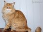 XXL red tabby Maine Coon Kater
