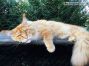 XXL red tabby Maine Coon Kater