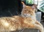 XXL red tabby male Maine Coon Youngster