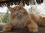 XXL red tabby male Maine Coon Youngster