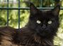 black Maine Coon Katze