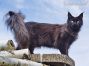 black Maine Coon