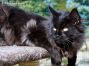 Maine Coon Youngster