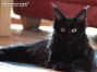 Maine Coon Kitten