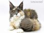 Fraya of Maine Coon Castle 6,5 Monate alt