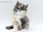 Fraya of Maine Coon Castle 5 Wochen alt, 657g