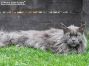 Frieda by Maine Coon Castle 8 Jahre und 2 Monaten alt