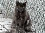 Queen Bombastic Coons