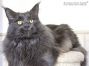 blauer Maine Coon Kater 2,5 Jahre alt