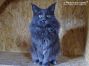 blauer Maine Coon Kater 2,4 Jahre alt