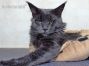 blauer Maine Coon Kater 2 Jahre alt