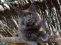Maine Coon Youngster 9 Monate alt