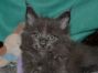 Maine Coon Kitten 6 Wochen alt