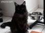 Amira of Maine Coon Castle 1,7 Jahre alt