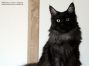 Amira of Maine Coon Castle 7 Monate alt